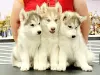 Additional photos: We offer for sale puppies of the Siberian Husky breed. From wonderful parents,