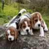 Photo №1. beagle - for sale in the city of Флорида Сити | Is free | Announcement № 113456