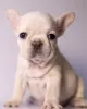 Additional photos: Fluffy French bulldog puppies