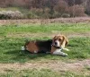 Additional photos: beagle