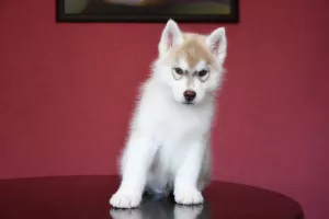 Photo №3. Siberian Husky Boy. Russian Federation