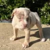 Photo №1. american bully - for sale in the city of Гамбург | 634$ | Announcement № 105795