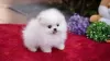 Photo №1. pomeranian - for sale in the city of Redwood City | 400$ | Announcement № 84938