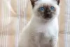 Photo №2 to announcement № 128591 for the sale of siamese cat - buy in France breeder