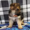 Photo №2 to announcement № 55870 for the sale of german shepherd - buy in Belgium breeder