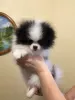 Additional photos: Lovely Teacup Pomeranian Puppies !!