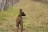 Additional photos: Dutch Shepherd puppies