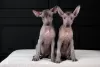 Photo №2 to announcement № 121650 for the sale of mexican hairless dog - buy in Croatia 