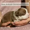 Photo №1. american bully - for sale in the city of Saratov | 1080$ | Announcement № 15215