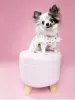 Photo №1. papillon dog - for sale in the city of Texas City | 400$ | Announcement № 105233