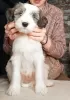 Additional photos: Tibetan Terrier puppies