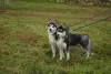 Photo №1. siberian husky - for sale in the city of Kherson | 243$ | Announcement № 9125