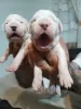 Photo №3. Dogo Argentino, puppies. Serbia