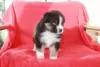 Photo №2 to announcement № 93000 for the sale of australian shepherd - buy in Austria private announcement