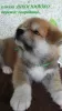 Additional photos: Akita Inu Puppies