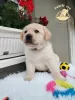 Additional photos: Labrador retriever puppies