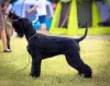 Additional photos: Giant black schnauzer puppies