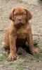 Photo №4. I will sell dogue de bordeaux in the city of Prokuplje. private announcement - price - Is free