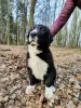 Photo №1. central asian shepherd dog - for sale in the city of Zgierz | 1010$ | Announcement № 93589