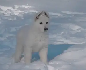 Photo №1. berger blanc suisse - for sale in the city of Moscow | 549$ | Announcement № 4131