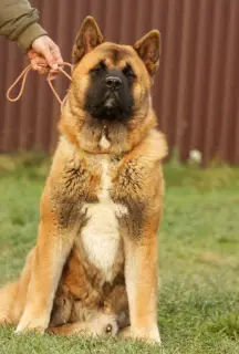 Photo №3. American akita puppy. Russian Federation