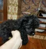 Photo №2 to announcement № 9805 for the sale of poodle (toy) - buy in Lithuania from nursery, breeder