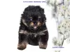 Photo №1. german spitz - for sale in the city of Khabarovsk | 1172$ | Announcement № 98778