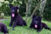 Photo №3. Black German Shepherd. Poland