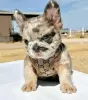 Photo №1. french bulldog - for sale in the city of Valladolid | 423$ | Announcement № 126709