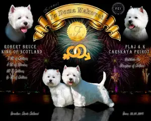 Photo №4. I will sell west highland white terrier in the city of Tiraspol. from nursery - price - 551$