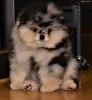 Photo №2 to announcement № 112142 for the sale of pomeranian - buy in Romania 