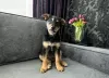 Photo №2 to announcement № 101238 for the sale of non-pedigree dogs - buy in Belarus private announcement