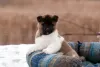 Additional photos: Puppy American Akita