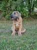 Photo №2 to announcement № 106782 for the sale of cane corso - buy in Poland breeder