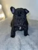 Additional photos: Beautiful French Bulldog puppies for sale.