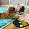 Photo №3. Healthy english bulldog puppies. Russian Federation