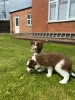 Additional photos: Border Collie Puppies