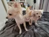 Additional photos: Two long-haired chihuahua puppies