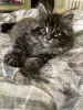 Photo №1. maine coon - for sale in the city of Покровск | 330$ | Announcement № 15903