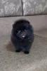 Photo №2 to announcement № 106379 for the sale of pomeranian - buy in Germany private announcement, from nursery