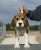 Photo №1. beagle - for sale in the city of Lisbon | negotiated | Announcement № 126886