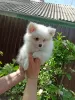 Additional photos: Pomeranian