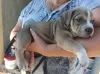 Additional photos: american bully