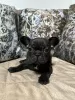 Photo №3. French bulldog puppies. Serbia