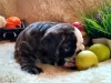 Additional photos: English bulldog babies