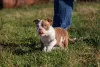 Additional photos: American bully