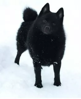 Photo №1. schipperke - for sale in the city of Kharkov | 600$ | Announcement № 5505