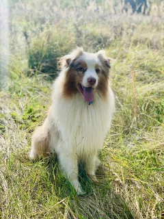 Additional photos: OFFERED FOR KNITTING A MALESTER OF AUSTRALIAN SHEPHERD DOG!