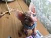 Photo №4. I will sell sphynx cat in the city of Аугсбург.  - price - Is free