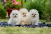 Additional photos: High quality Pomeranian puppies